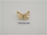 藏品(尺蛾485)的圖片